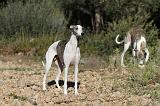 WHIPPET 136